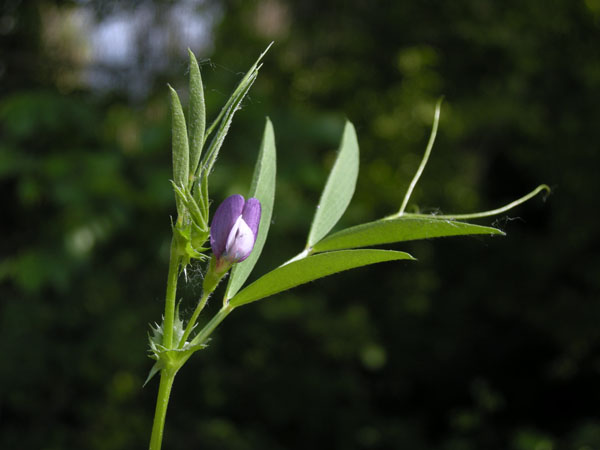 Vicia bithynica